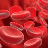 Учёным удалось создать клетки крови из клеток кожи
