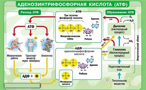 АТФ в биологии: основные понятия и роль в клеточных процессах