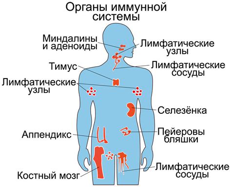 Автоиммунные нарушения и повреждение миелина