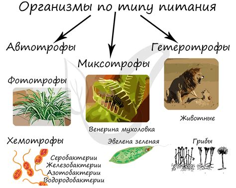 Автотрофы и гетеротрофы: основные различия