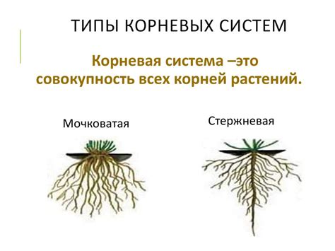 Адаптации корневых систем