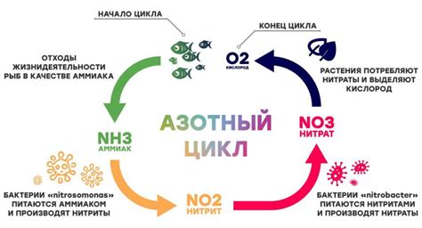 Азотный цикл: роль в природных процессах и экологическая значимость