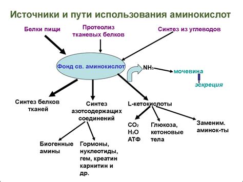 Азот и синтез белков