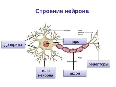 Аксон и связующие белки