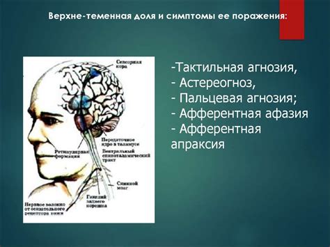 Активация мозговых функций