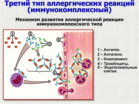 Аллергии и их влияние на здоровье котенка