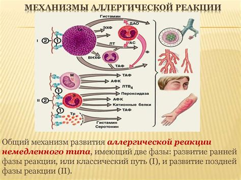 Аллергические реакции и их влияние на дыхательную систему