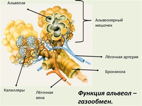 Альвеолы: функции и свойства