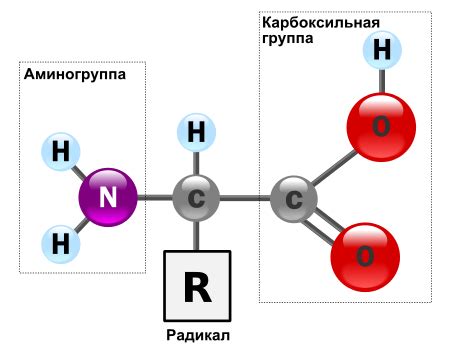 Аминокислоты: ключевые молекулы для здоровья