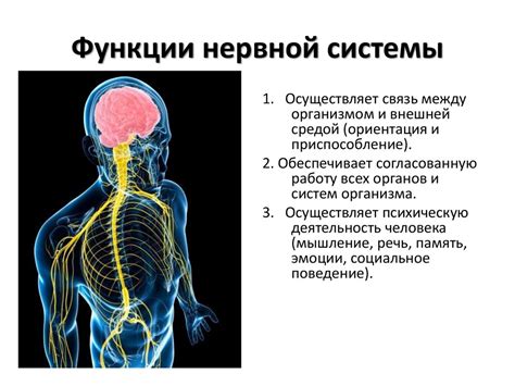 Анализ и определение патологий нервной системы