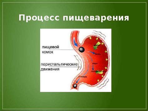 Анализ пищеварения и обмена веществ: