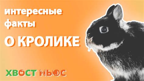 Анализ сновидения о кролике