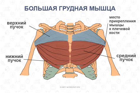 Анатомическая структура грудной клетки