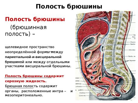 Анатомическая структура живота