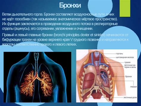 Анатомические особенности дыхательной системы