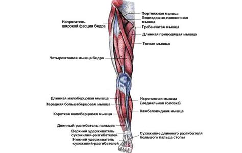 Анатомические особенности ног