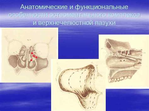 Анатомические особенности пазух носа