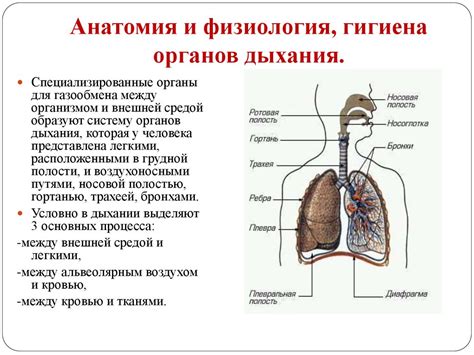 Анатомические особенности современного человека