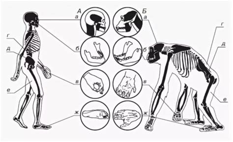 Анатомические сходства между человеком и животными