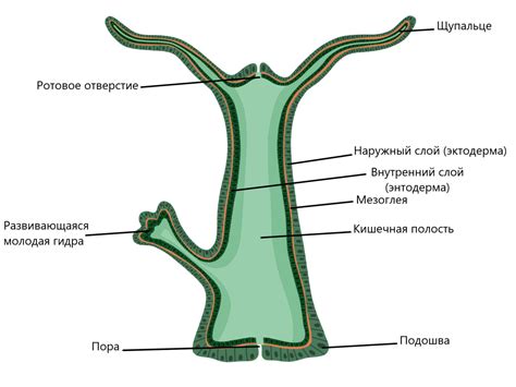 Анатомическое строение гидры