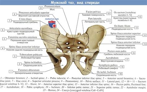 Анатомия апертуры таза