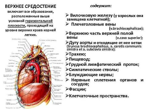 Анатомия грудной полости