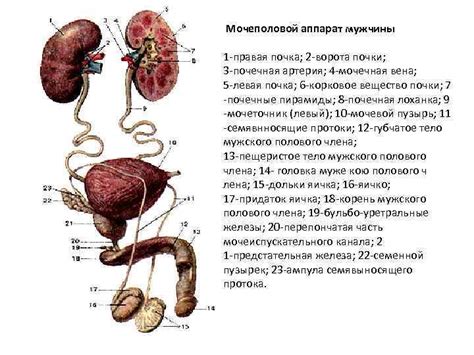 Анатомия женской мочеиспускательной системы