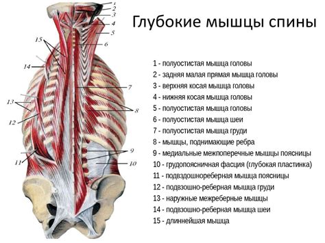 Анатомия левой боковой части спины