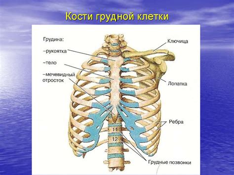 Анатомия органов под грудиной у человека