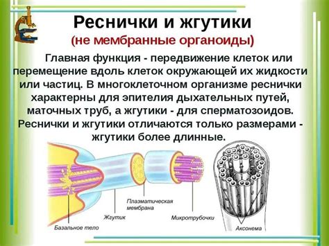 Анатомия ресничек и жгутиков