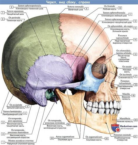 Анатомия черепа: головной и лицевой