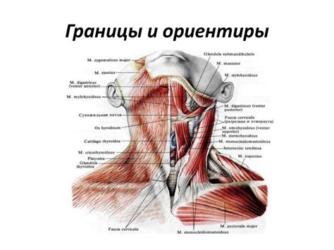 Анатомия шеи и причины щемления