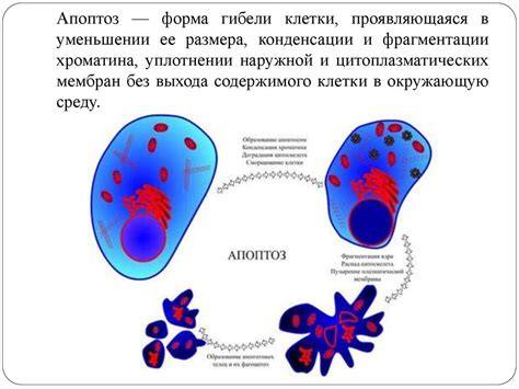 Апоптоз: саморазрушение зараженных клеток