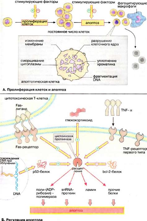 Апоптоз и его роль в программированной гибели клеток