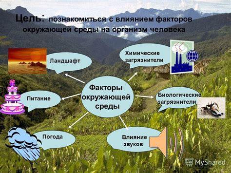 Бактерии и окружающая среда: влияние на экосистемы