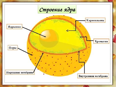 Без движения ядра