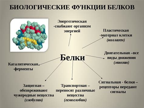 Белки, их роль и значение