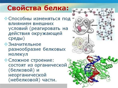 Белки: структура и роль в организме