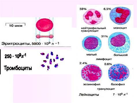 Белки в плазме крови