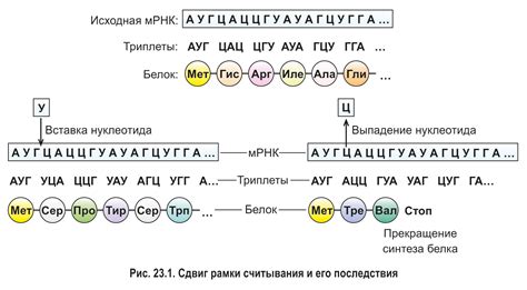 Белок и триплет: взаимодействие и функции