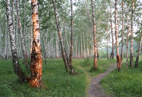 Березовый лес: особенности и уязвимость