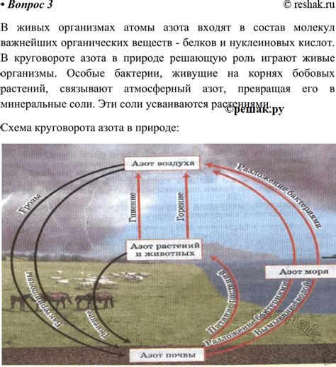 Биологическая роль азота