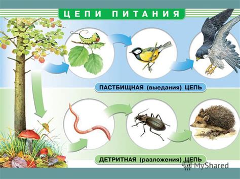 Биотические факторы в биологии 7 класс