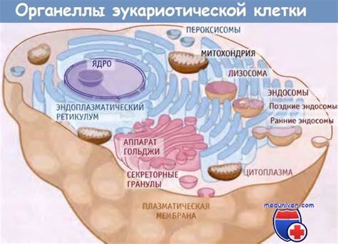 Биохимические процессы, зависящие от ионного состава клетки