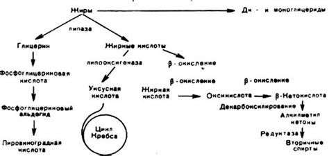 Биохимический процесс разложения жиров