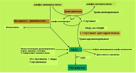 Биохимия аммиака в организме