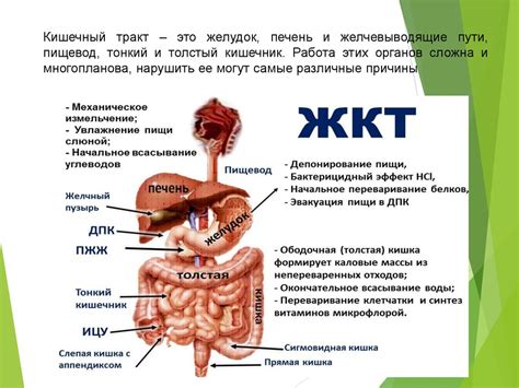 Болезни желудочно-кишечного тракта, стимулирующие рвоту