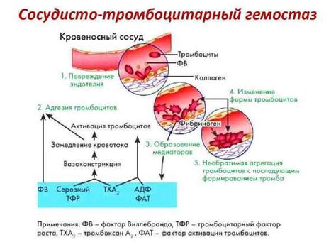 Борьба с анемией и укрепление сосудов