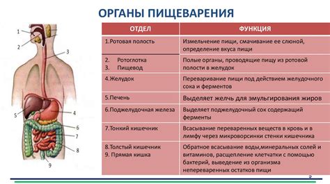 Важная роль слюны в процессе пищеварения