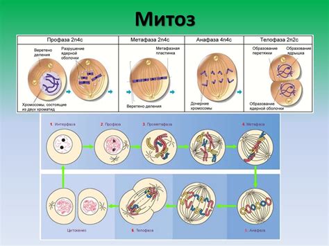 Важная составляющая митоза: деление клеток и передача генетической информации